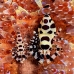 shrimp_coleman_bhr_tam_v_0601_bal6558.jpg